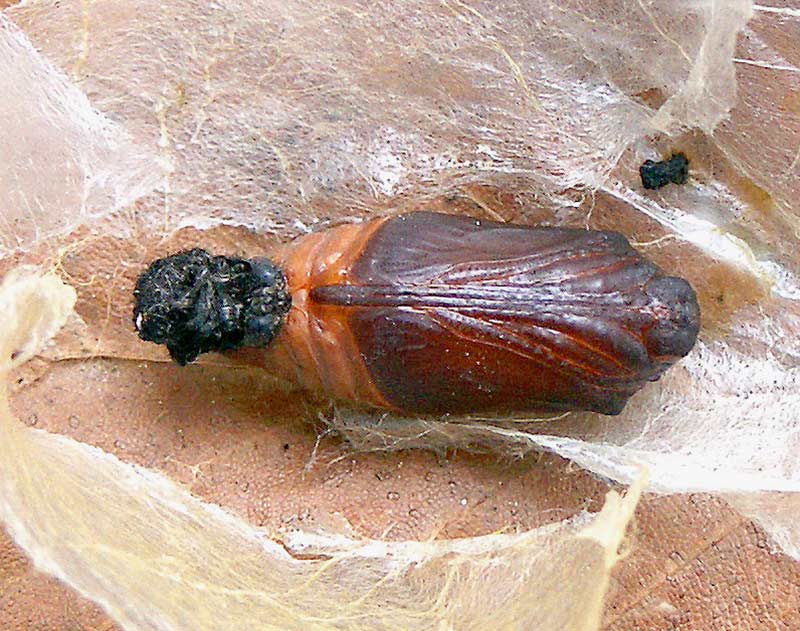 Niepylak mnemozyna - Parnassius mnemosyne (Fot. Janusz Masłowski) Niepylak mnemozyna - Parnassius mnemosyne (Fot. Janusz Masłowski)