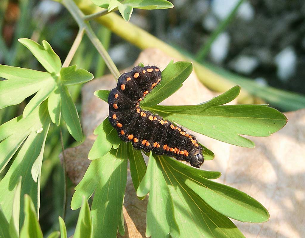 Niepylak mnemozyna - Parnassius mnemosyne (Fot. Janusz Masłowski) Niepylak mnemozyna - Parnassius mnemosyne (Fot. Janusz Masłowski)