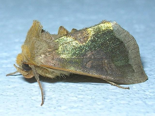 diachrysia chrystis diachrysia chrystis