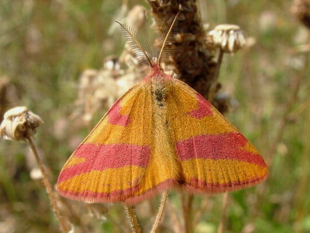 Sudamek szczawiak (fot. Maciek Sienicki) Sudamek szczawiak (fot. Maciek Sienicki)