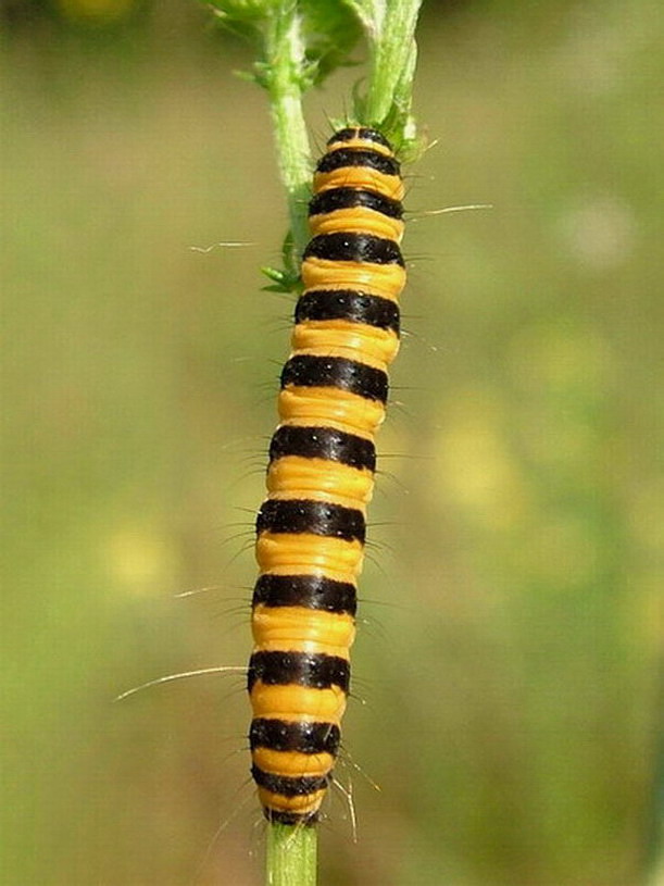 Proporzyca marzymlodka (Tyria jacobaeae) Fot.Maciek Sienicki