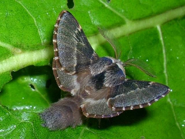 barczatka osinówka barczatka osinówka