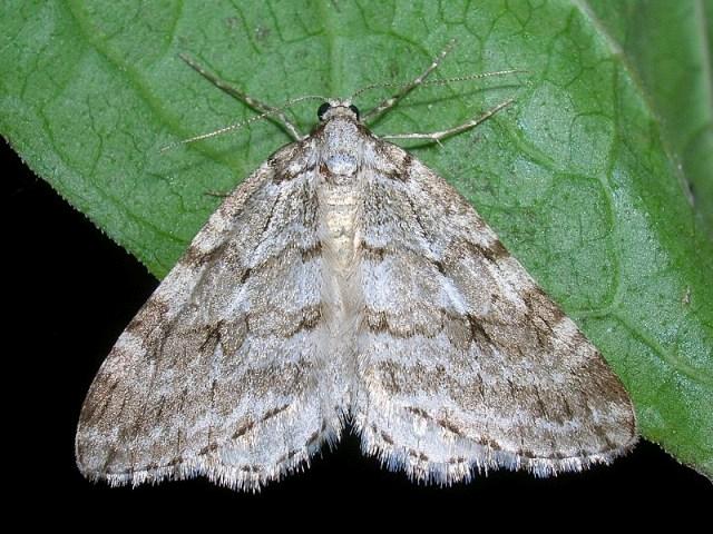 płatynka jaworówka płatynka jaworówka