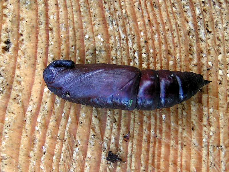 Zawisak borowiec-poczwarka Zawisak borowiec-poczwarka