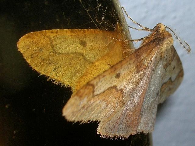 zimowek ogołotniak zimowek ogołotniak