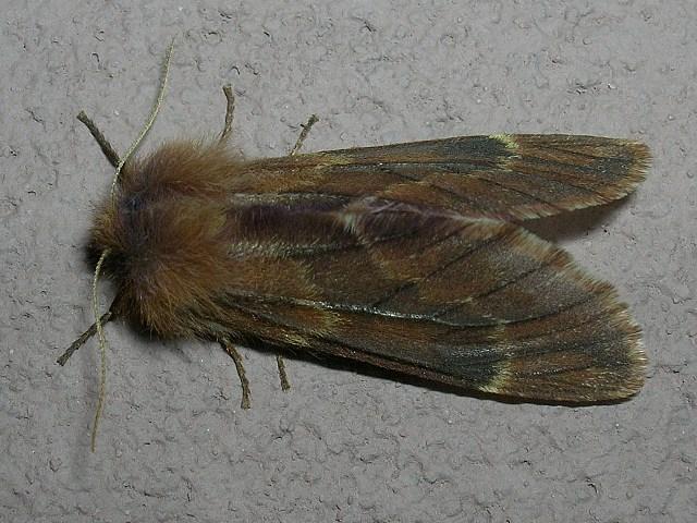 opusznica piórówka opusznica piórówka