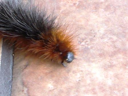 Nied�wiedzi�wka kaja