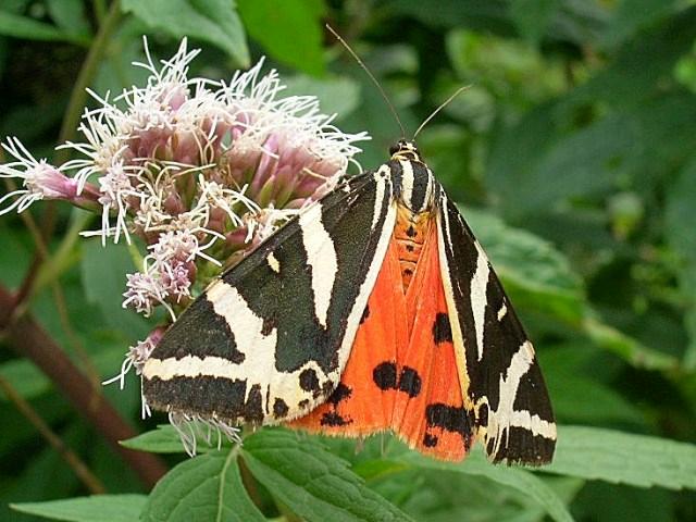 krasopani hera krasopani hera