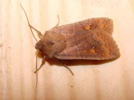 eupsilia transversa eupsilia transversa