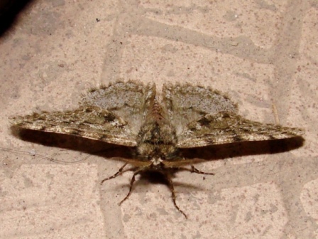 Phigalia pilosaria Phigalia pilosaria
