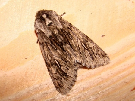 Brachionycha nubeculosa