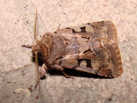 Orthosia gothica Orthosia gothica