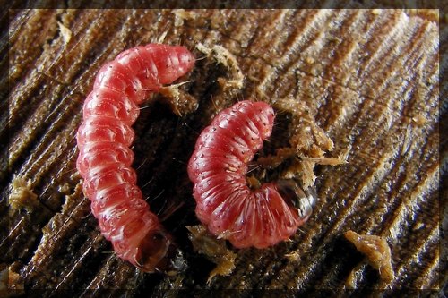 Trociniarka czerwica (Cossus cossus)