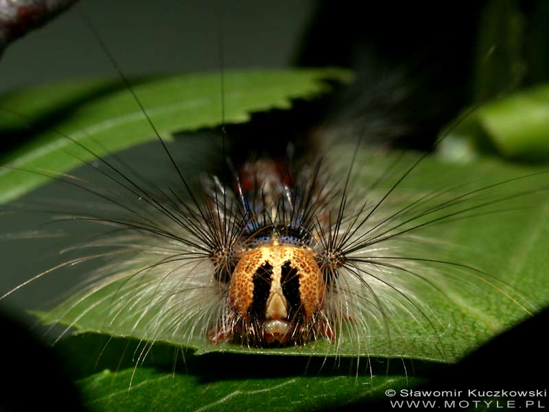 Fryzjer? -A co to takiego?  ;) [Lymantria dispar]