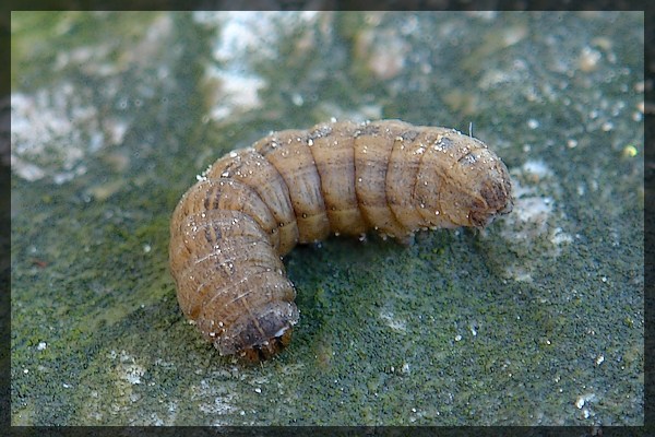 co to za g�sienica ?