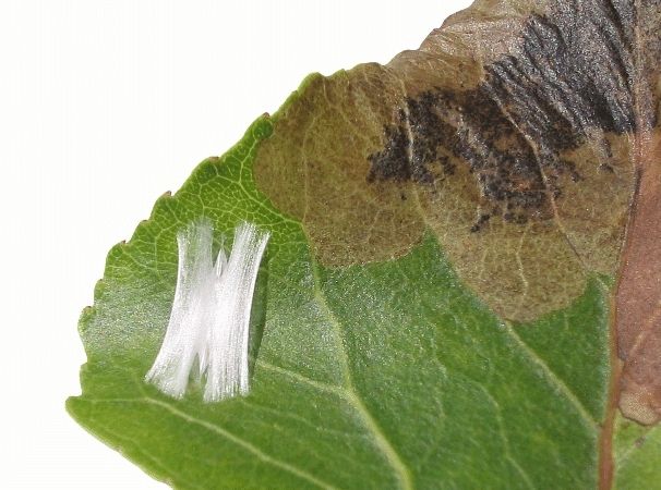 Leucoptera sinuella Leucoptera sinuella