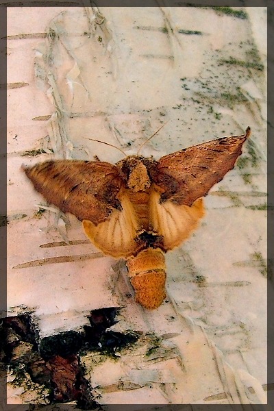 WIECHETKA WIELB��DKA (Ptilodon capucina )