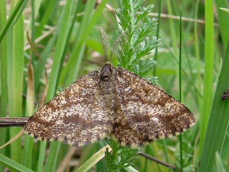 Ematurga atomaria 10.05.2007 Pieniny
