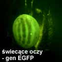 wiecce oczy, w ktrych ekspresji uleg gen pochodzcy z meduzy