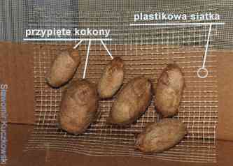 Plastikowa siatka do przyczepienia kokonw