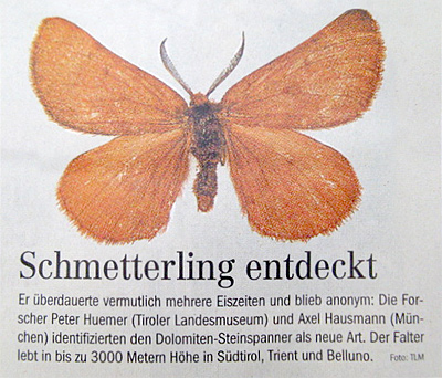 nowy gatunek miernikowca