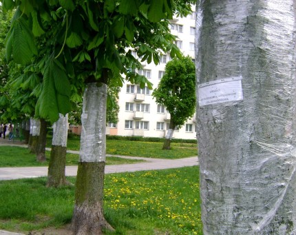 Kasztanowce z foli� - bro� na Szrot�wka kasztanowiaczka - Cameraria ohridella