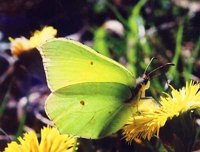 G. rhamni - jeden z pierwszych wiesennych motyli G. rhamni - jeden z pierwszych wiesennych motyli