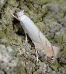 Phyllonorycter harrisella Autor: Prof. J. Buszko