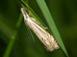 Crambus  sp.