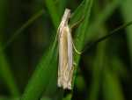 Crambus pascuellus
