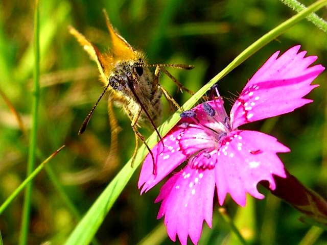Thymelicus lineola en face... Thymelicus lineola en face...