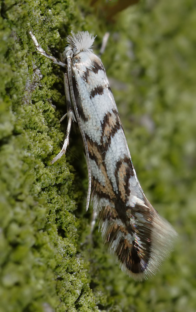 P. geniculella Autor: Prof. J. Buszko