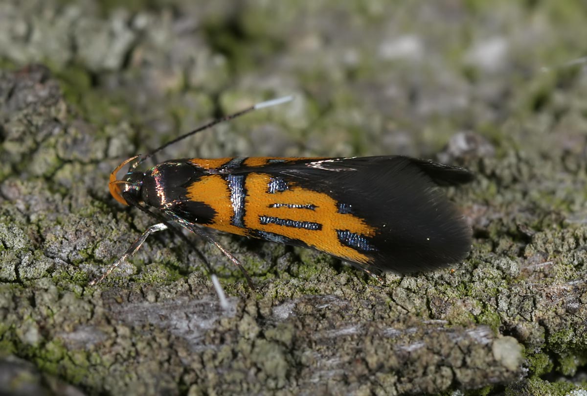 S. schaefferella Autor: Prof. J. Buszko