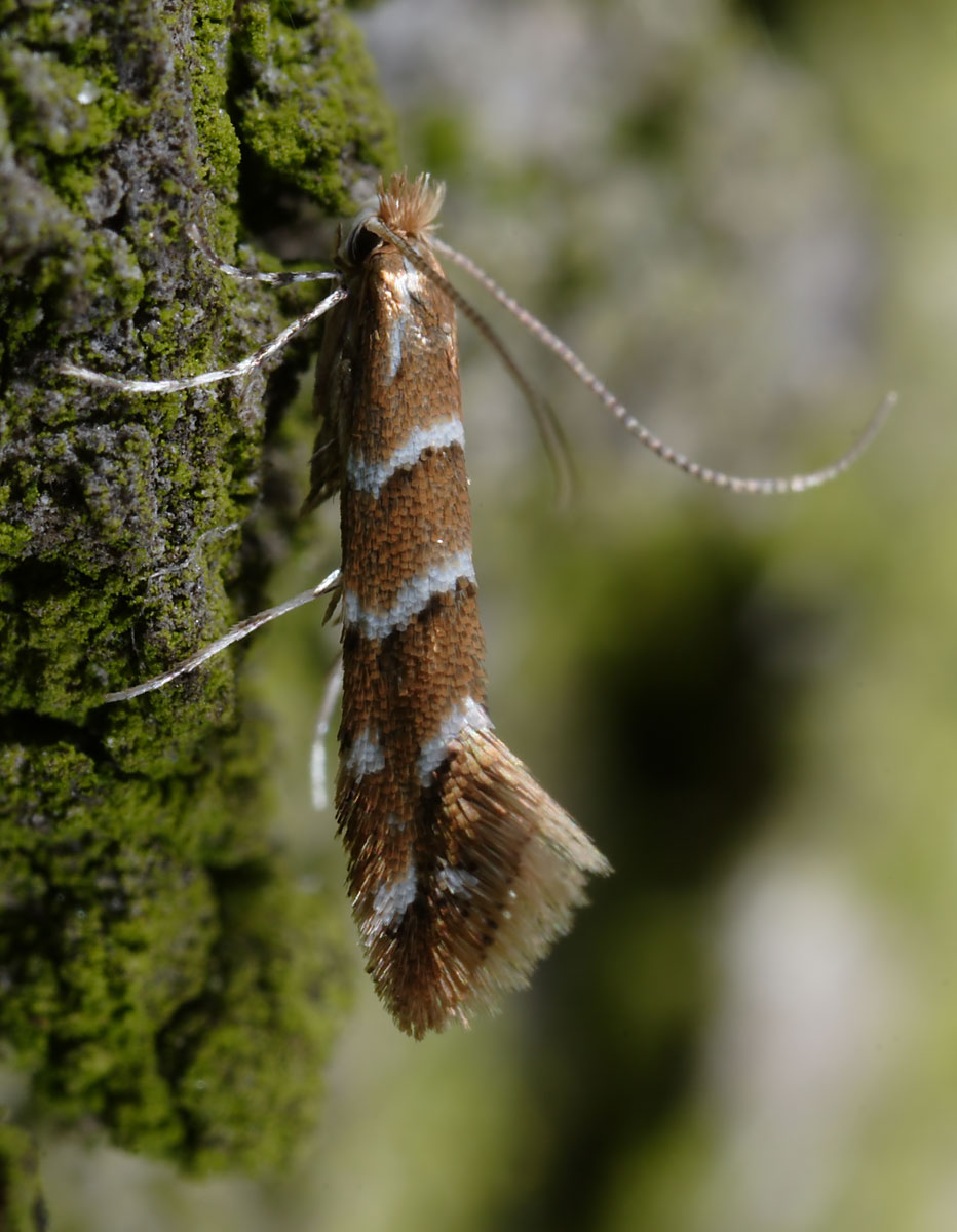 Cameraria ohridella Autor: Prof. J. Buszko
