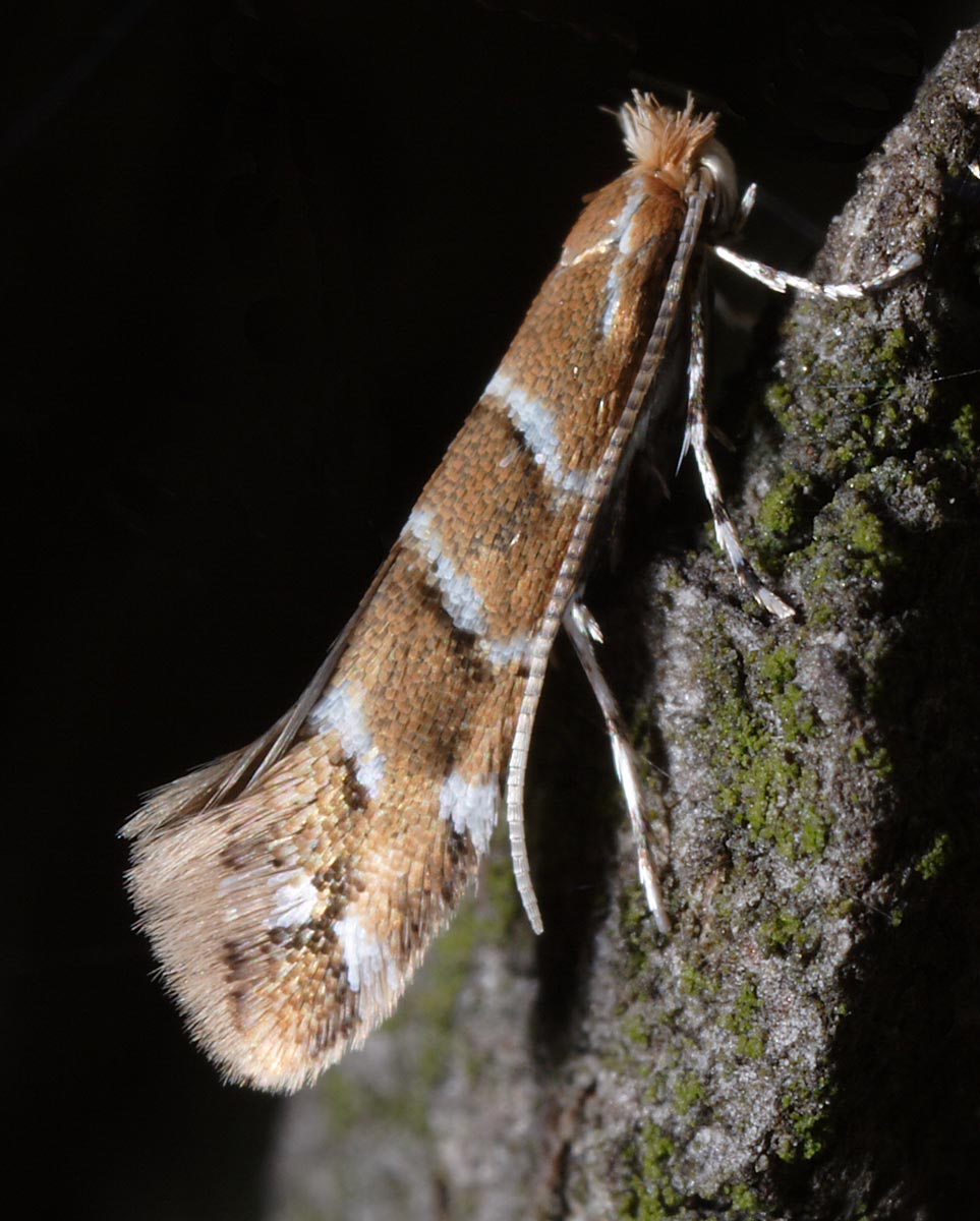 Cameraria ohridella Autor: Prof. J. Buszko Cameraria ohridella Autor: Prof. J. Buszko