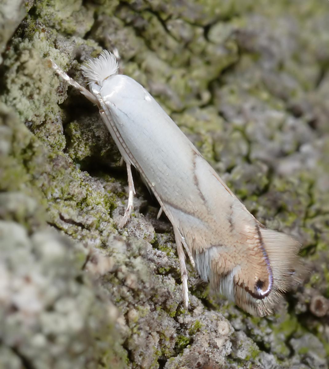 Phyllonorycter harrisella Autor: Prof. J. Buszko Phyllonorycter harrisella Autor: Prof. J. Buszko