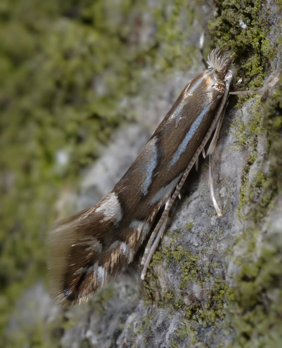 Phyllonorycter maestingella Autor: Prof. J. Buszko