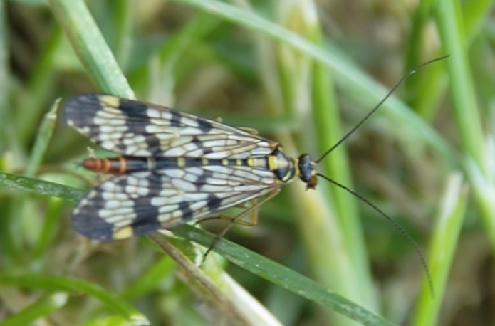 Wojsiłka pospolita Wojsiłka pospolita