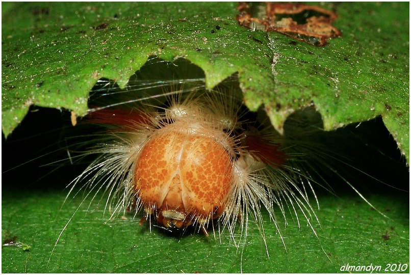 puk, puk... kto tam?... puk, puk... kto tam?...