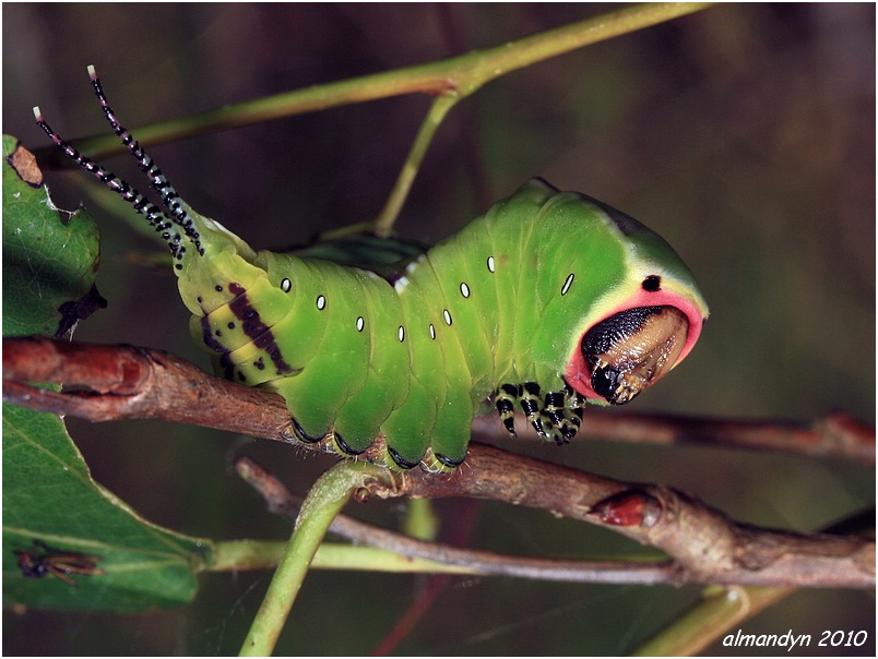 Widłogonka siwica Widłogonka siwica