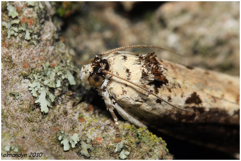 Portrecik Hedya salicella Portrecik Hedya salicella