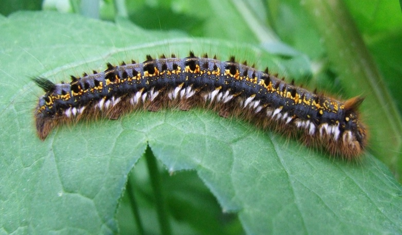 Barczatka napójka - Philudoria potatoria Barczatka napójka - Philudoria potatoria