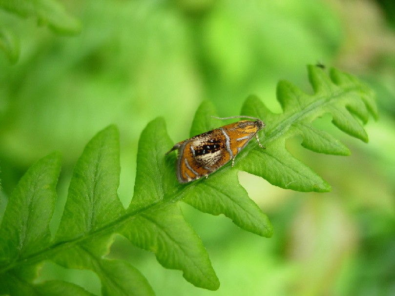 Olethreutes arcuella