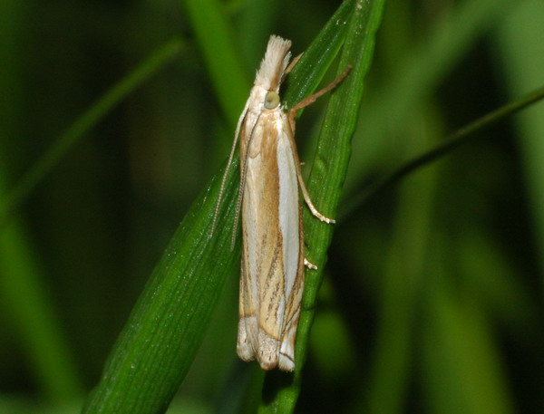 Crambus pascuellus