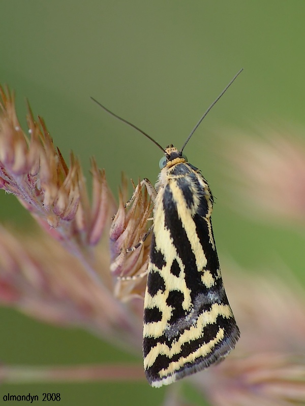 Polnica szachowniczka Polnica szachowniczka