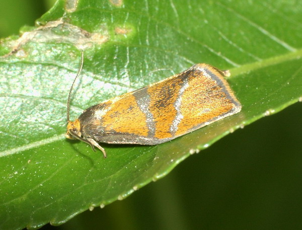 Ptycholoma lecheana. Ptycholoma lecheana.