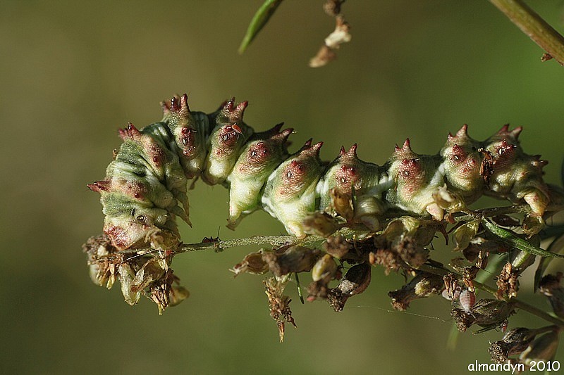 kapturnica kapturnica