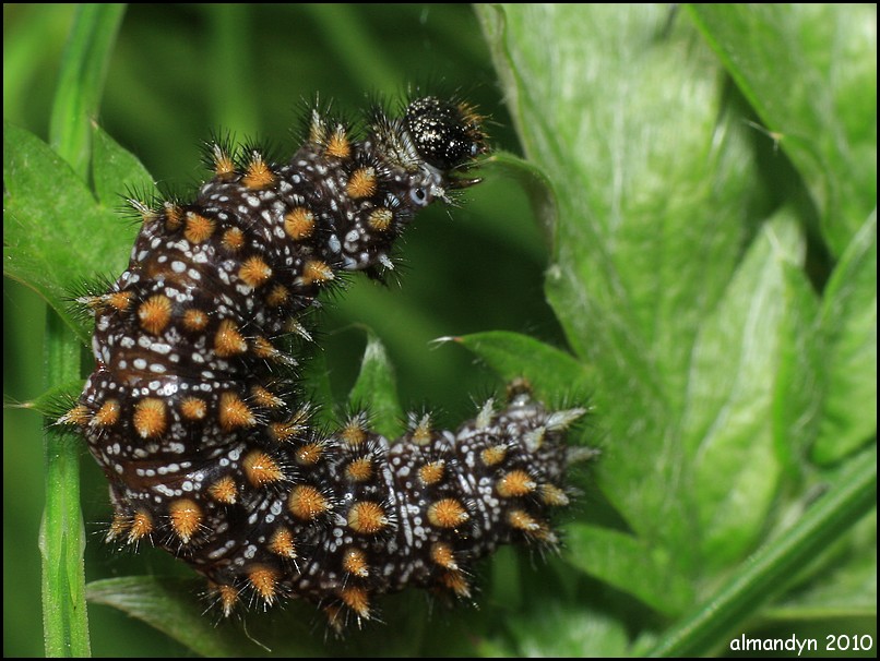 ...mniam, mniam ...mniam, mniam