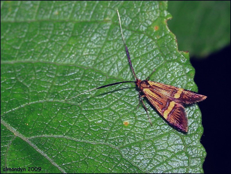 Wąsateczka zawilczaneczka Wąsateczka zawilczaneczka