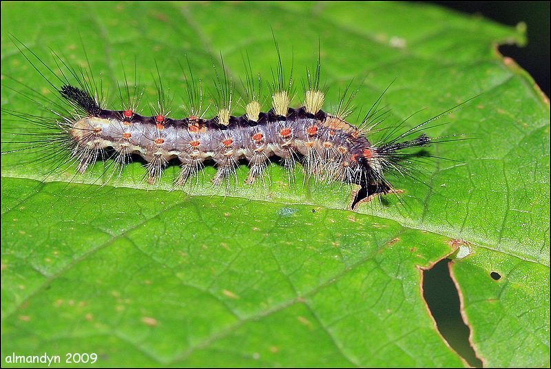 ...jeszcze nie taka 'starka'. ...jeszcze nie taka 'starka'.